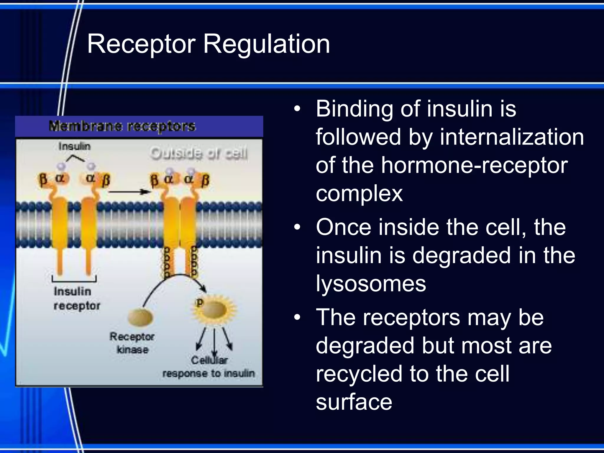 Receptor Regulation
• Binding of insulin is
followed by internalization
of the hormone-receptor
complex
• Once inside the cell, the
insulin is degraded in the
lysosomes
• The receptors may be
degraded but most are
recycled to the cell
surface
 