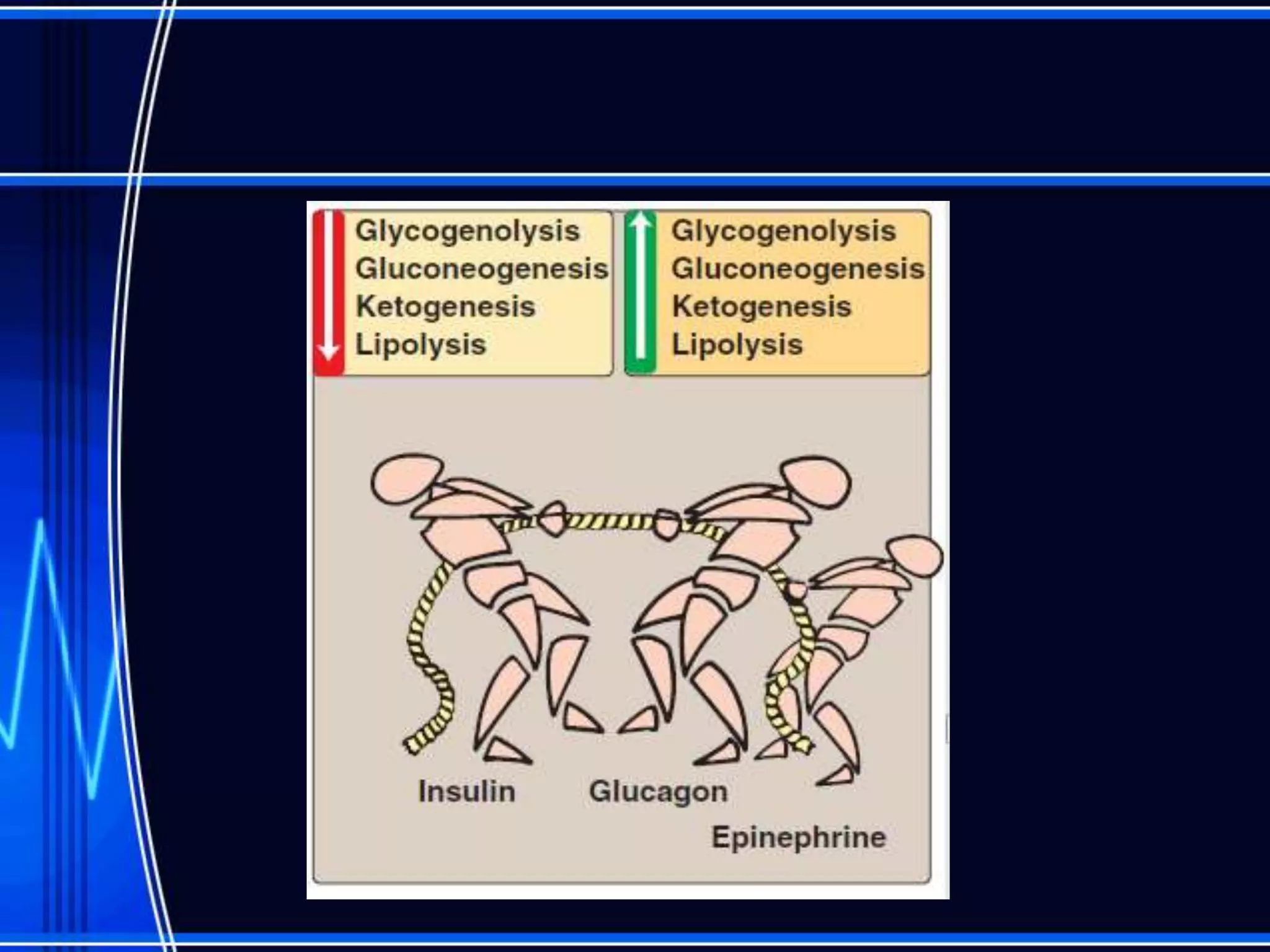 Metabolic Effects of Insulin