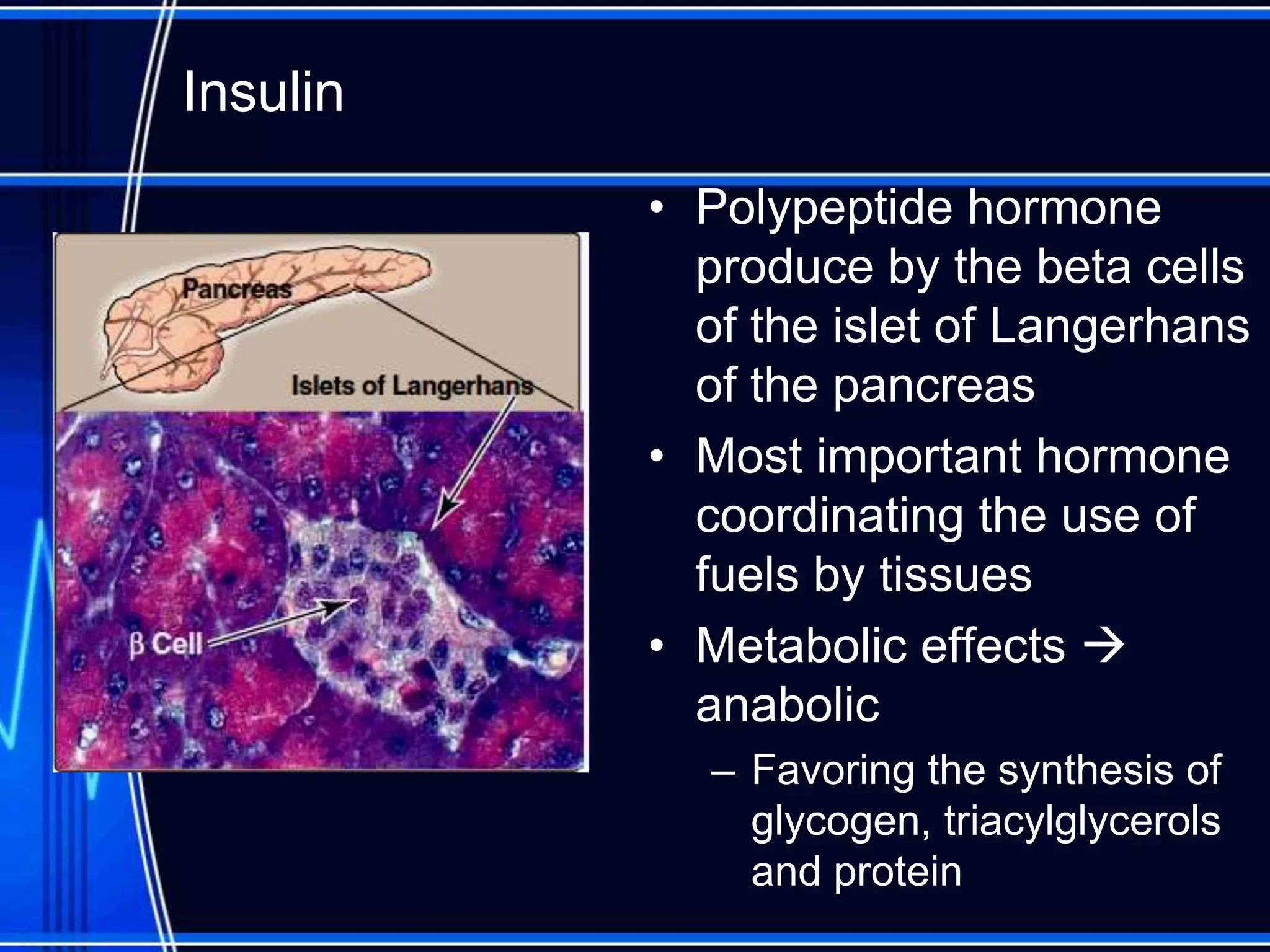 Insulin
• Polypeptide hormone
produce by the beta cells
of the islet of Langerhans
of the pancreas
• Most important hormone
coordinating the use of
fuels by tissues
• Metabolic effects 
anabolic
– Favoring the synthesis of
glycogen, triacylglycerols
and protein
 