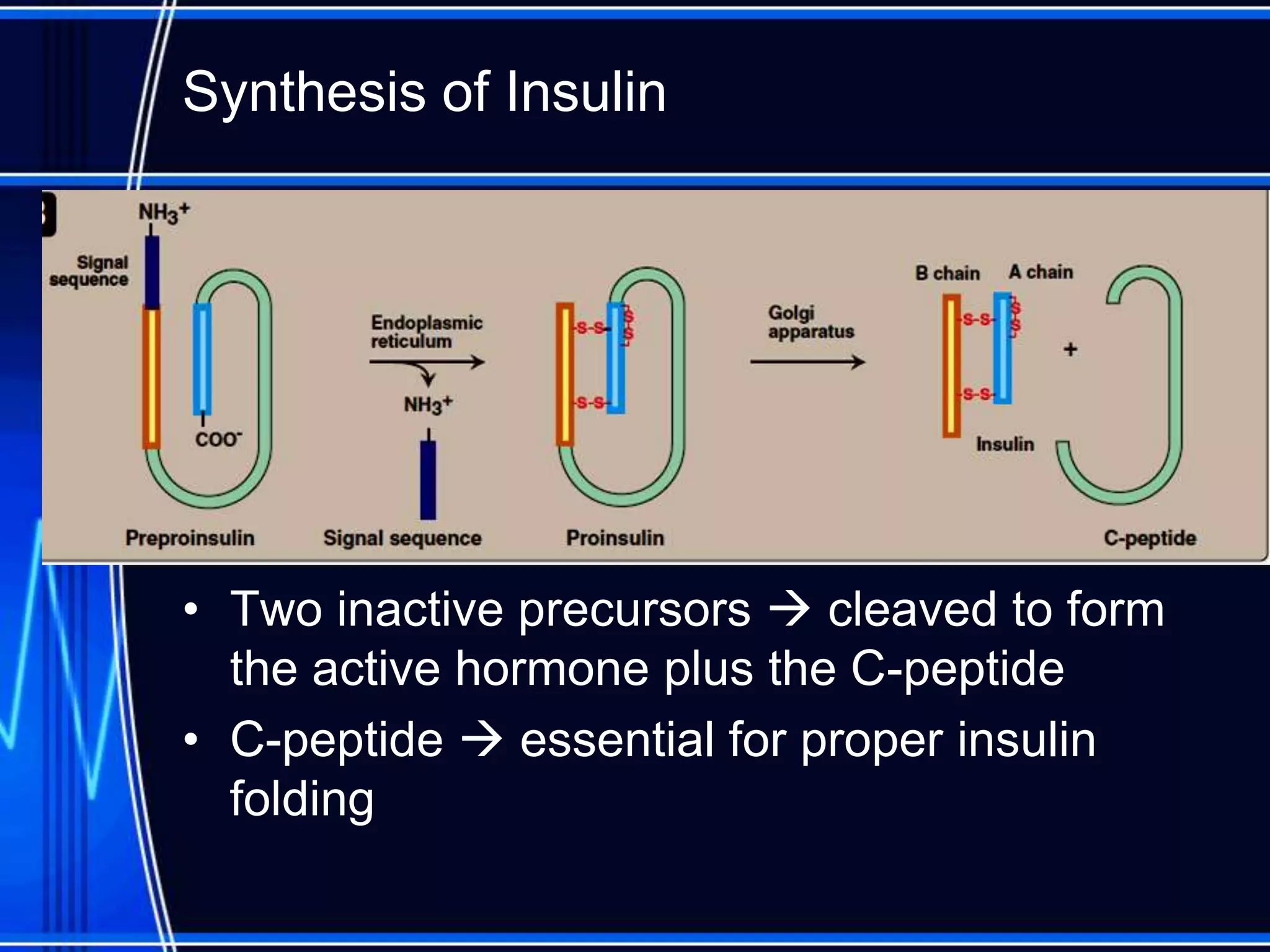 Synthesis of Insulin
• Two inactive precursors  cleaved to form
the active hormone plus the C-peptide
• C-peptide  essential for proper insulin
folding
 