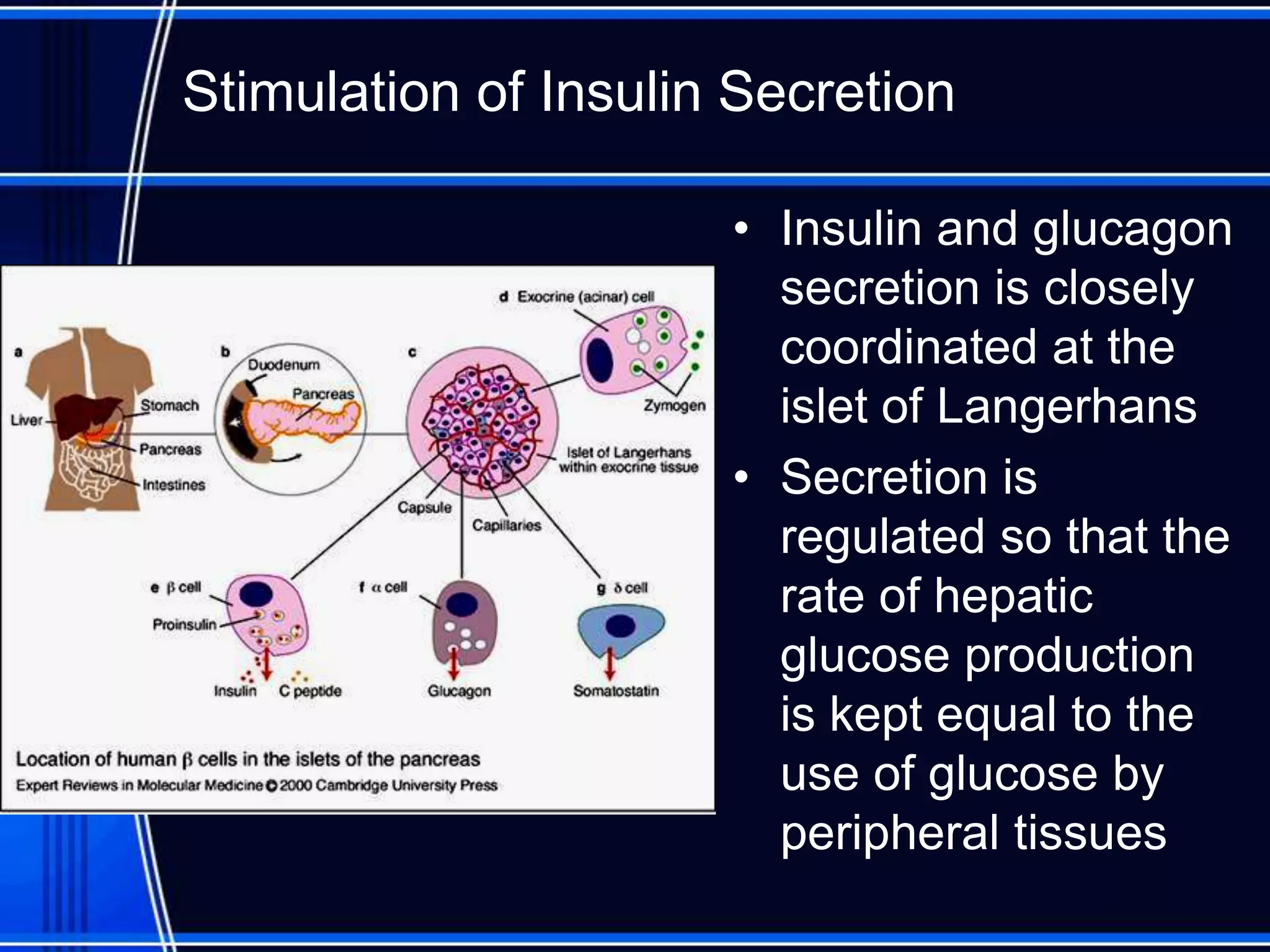 Stimulation of Insulin Secretion
• Insulin and glucagon
secretion is closely
coordinated at the
islet of Langerhans
• Secretion is
regulated so that the
rate of hepatic
glucose production
is kept equal to the
use of glucose by
peripheral tissues
 