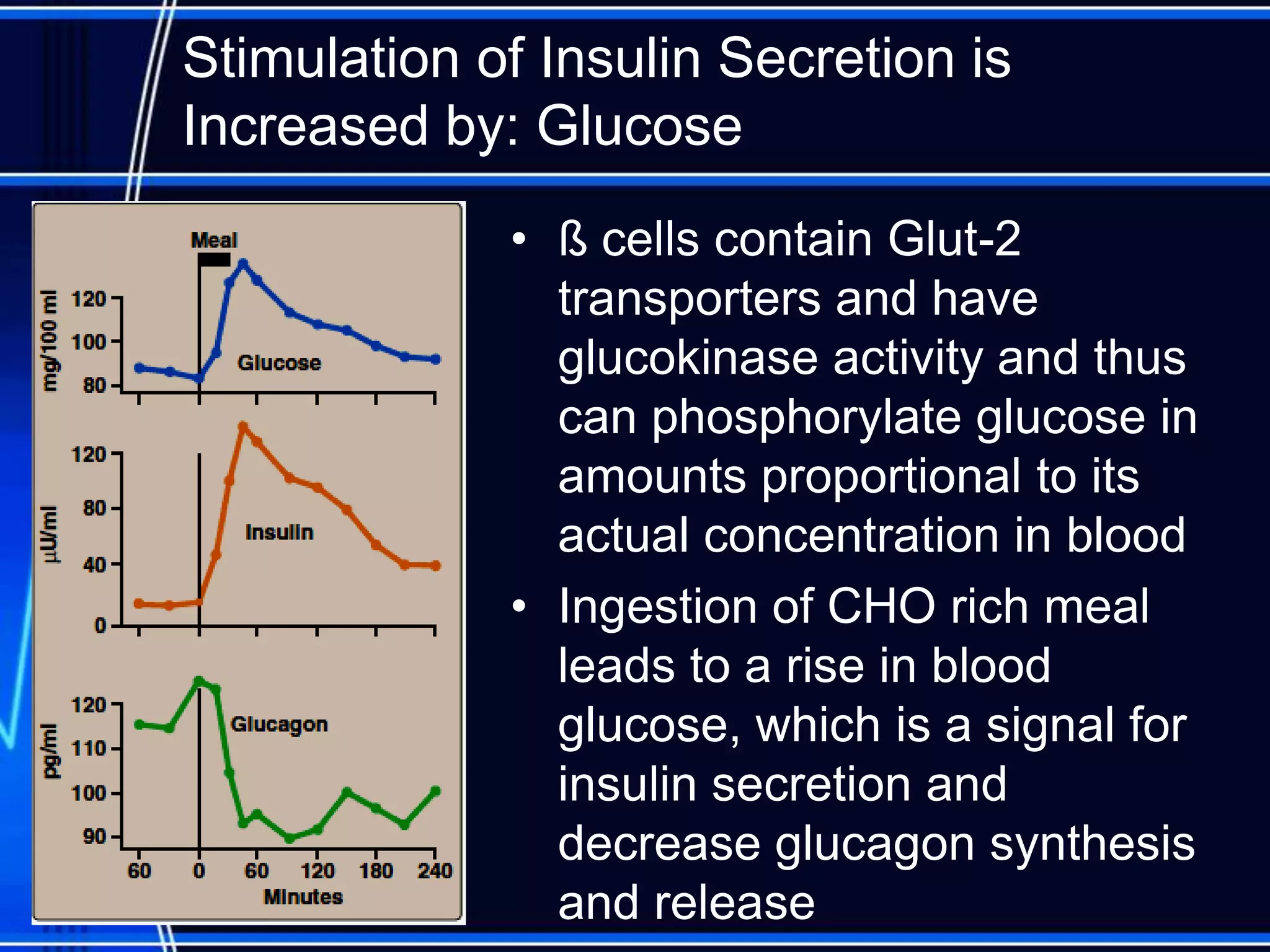 Stimulation of Insulin Secretion is
Increased by: Glucose
• ß cells contain Glut-2
transporters and have
glucokinase activity and thus
can phosphorylate glucose in
amounts proportional to its
actual concentration in blood
• Ingestion of CHO rich meal
leads to a rise in blood
glucose, which is a signal for
insulin secretion and
decrease glucagon synthesis
and release
 