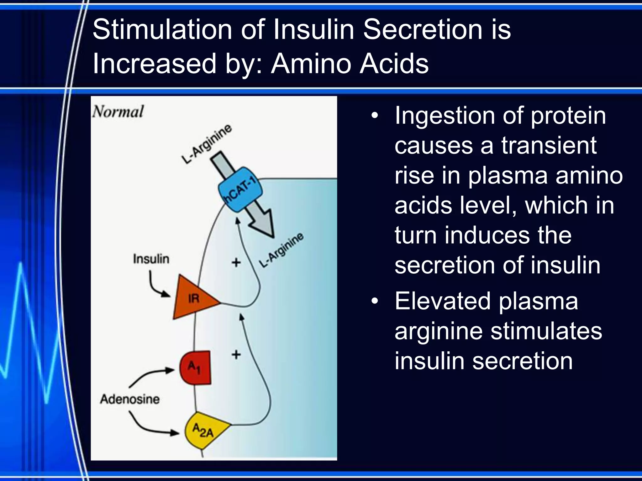 Stimulation of Insulin Secretion is
Increased by: Amino Acids
• Ingestion of protein
causes a transient
rise in plasma amino
acids level, which in
turn induces the
secretion of insulin
• Elevated plasma
arginine stimulates
insulin secretion
 