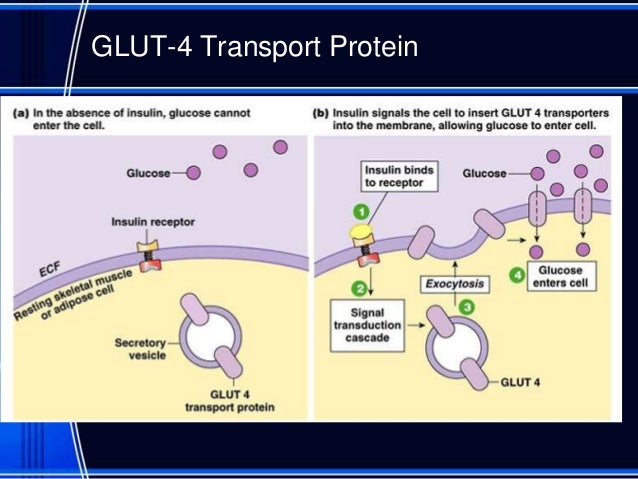 insulin mechanism of action