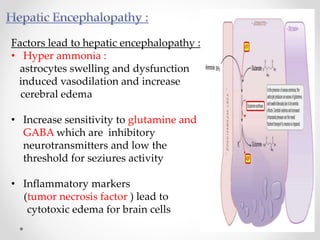 Factors lead to hepatic encephalopathy :
• Hyper ammonia :
astrocytes swelling and dysfunction
induced vasodilation and increase
cerebral edema
• Increase sensitivity to glutamine and
GABA which are inhibitory
neurotransmitters and low the
threshold for seziures activity
• Inflammatory markers
(tumor necrosis factor ) lead to
cytotoxic edema for brain cells
 