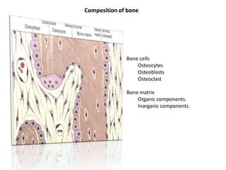 Composition of bone
Bone cells
Osteocytes
Osteoblasts
Osteoclast
Bone matrix
Organic components.
Inorganic components.
 
