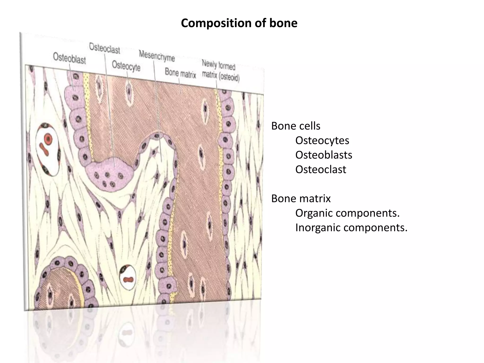 Composition of bone
Bone cells
Osteocytes
Osteoblasts
Osteoclast
Bone matrix
Organic components.
Inorganic components.
 