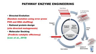 PATHWAY ENZYME ENGINEERING
• Directed Evolution
(Random mutation using error prone
PCR and DNA shuffling)
• Rational protein design
(site directed mutagenesis)
• Molecular Docking
(Predicts catalytic efficiency)
(Lian et al., 2018)
 