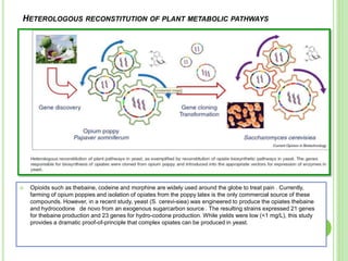  Opioids such as thebaine, codeine and morphine are widely used around the globe to treat pain . Currently,
farming of opium poppies and isolation of opiates from the poppy latex is the only commercial source of these
compounds. However, in a recent study, yeast (S. cerevi-siea) was engineered to produce the opiates thebaine
and hydrocodone de novo from an exogenous sugarcarbon source . The resulting strains expressed 21 genes
for thebaine production and 23 genes for hydro-codone production. While yields were low (<1 mg/L), this study
provides a dramatic proof-of-principle that complex opiates can be produced in yeast.
HETEROLOGOUS RECONSTITUTION OF PLANT METABOLIC PATHWAYS
 