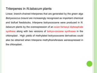 Triterpenes in N.tabacum plants
Linear, branch-chained triterpenes that are generated by the green alga
Botryococcus braunii are increasingly recognized as important chemical
and biofuel feedstocks. triterpene botryococcene were produced in N.
tabacum plants by the overexpression of an avian farnesyl diphosphate
synthase along with two versions of botryo-coccene synthases in the
chloroplast . High yields of methylated botryococcene derivatives could
also be obtained when triterpene methyltransferases wereexpressed in
the chloroplast.
 