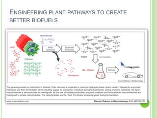 ENGINEERING PLANT PATHWAYS TO CREATE
BETTER BIOFUELS
 
