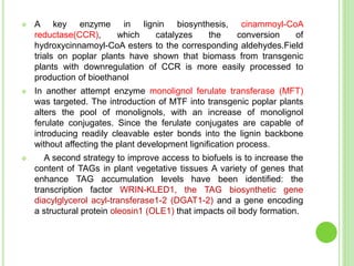  A key enzyme in lignin biosynthesis, cinammoyl-CoA
reductase(CCR), which catalyzes the conversion of
hydroxycinnamoyl-CoA esters to the corresponding aldehydes.Field
trials on poplar plants have shown that biomass from transgenic
plants with downregulation of CCR is more easily processed to
production of bioethanol
 In another attempt enzyme monolignol ferulate transferase (MFT)
was targeted. The introduction of MTF into transgenic poplar plants
alters the pool of monolignols, with an increase of monolignol
ferulate conjugates. Since the ferulate conjugates are capable of
introducing readily cleavable ester bonds into the lignin backbone
without affecting the plant development lignification process.
 A second strategy to improve access to biofuels is to increase the
content of TAGs in plant vegetative tissues A variety of genes that
enhance TAG accumulation levels have been identified: the
transcription factor WRIN-KLED1, the TAG biosynthetic gene
diacylglycerol acyl-transferase1-2 (DGAT1-2) and a gene encoding
a structural protein oleosin1 (OLE1) that impacts oil body formation.
 