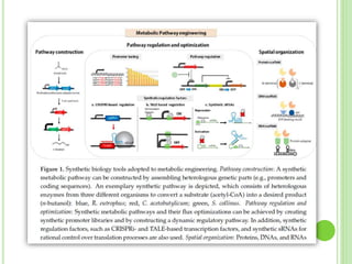 Metabolic engineering