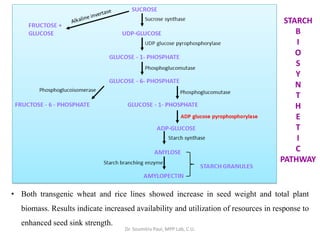 • Both transgenic wheat and rice lines showed increase in seed weight and total plant
biomass. Results indicate increased availability and utilization of resources in response to
enhanced seed sink strength.
STARCH
B
I
O
S
Y
N
T
H
E
T
I
C
PATHWAY
Dr. Soumitra Paul, MPP Lab, C.U.
 