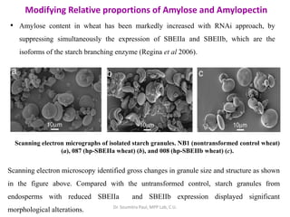 • Amylose content in wheat has been markedly increased with RNAi approach, by
suppressing simultaneously the expression of SBEIIa and SBEIIb, which are the
isoforms of the starch branching enzyme (Regina et al 2006).
Modifying Relative proportions of Amylose and Amylopectin
Scanning electron microscopy identified gross changes in granule size and structure as shown
in the figure above. Compared with the untransformed control, starch granules from
endosperms with reduced SBEIIa and SBEIIb expression displayed significant
morphological alterations.
Scanning electron micrographs of isolated starch granules. NB1 (nontransformed control wheat)
(a), 087 (hp-SBEIIa wheat) (b), and 008 (hp-SBEIIb wheat) (c).
Dr. Soumitra Paul, MPP Lab, C.U.
 