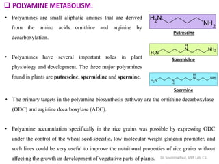  POLYAMINE METABOLISM:
• Polyamines are small aliphatic amines that are derived
from the amino acids ornithine and arginine by
decarboxylation.
• Polyamines have several important roles in plant
physiology and development. The three major polyamines
found in plants are putrescine, spermidine and spermine.
• Polyamine accumulation specifically in the rice grains was possible by expressing ODC
under the control of the wheat seed-specific, low molecular weight glutenin promoter, and
such lines could be very useful to improve the nutritional properties of rice grains without
affecting the growth or development of vegetative parts of plants.
• The primary targets in the polyamine biosynthesis pathway are the ornithine decarboxylase
(ODC) and arginine decarboxylase (ADC).
Putrescine
Spermidine
Spermine
Dr. Soumitra Paul, MPP Lab, C.U.
 