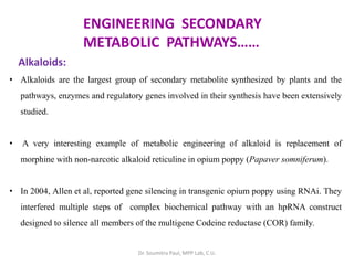 ENGINEERING SECONDARY
METABOLIC PATHWAYS……
Alkaloids:
• Alkaloids are the largest group of secondary metabolite synthesized by plants and the
pathways, enzymes and regulatory genes involved in their synthesis have been extensively
studied.
• A very interesting example of metabolic engineering of alkaloid is replacement of
morphine with non-narcotic alkaloid reticuline in opium poppy (Papaver somniferum).
• In 2004, Allen et al, reported gene silencing in transgenic opium poppy using RNAi. They
interfered multiple steps of complex biochemical pathway with an hpRNA construct
designed to silence all members of the multigene Codeine reductase (COR) family.
Dr. Soumitra Paul, MPP Lab, C.U.
 