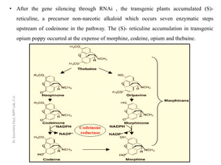 • After the gene silencing through RNAi , the transgenic plants accumulated (S)-
reticuline, a precursor non-narcotic alkaloid which occurs seven enzymatic steps
upstream of codeinone in the pathway. The (S)- reticuline accumulation in transgenic
opium poppy occurred at the expense of morphine, codeine, opium and thebaine.
Dr.SoumitraPaul,MPPLab,C.U.
 
