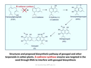 Structures and proposed biosynthetic pathway of gossypol and other
terpenoids in cotton plants. δ-cadinene synthase enzyme was targeted in the
seed through RNAi to interfere with gossypol biosynthesis
Dr. Soumitra Paul, MPP Lab, C.U.
 