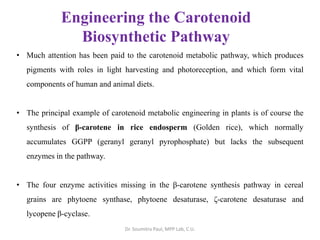 Engineering the Carotenoid
Biosynthetic Pathway
• Much attention has been paid to the carotenoid metabolic pathway, which produces
pigments with roles in light harvesting and photoreception, and which form vital
components of human and animal diets.
• The principal example of carotenoid metabolic engineering in plants is of course the
synthesis of β-carotene in rice endosperm (Golden rice), which normally
accumulates GGPP (geranyl geranyl pyrophosphate) but lacks the subsequent
enzymes in the pathway.
• The four enzyme activities missing in the β-carotene synthesis pathway in cereal
grains are phytoene synthase, phytoene desaturase, ζ-carotene desaturase and
lycopene β-cyclase.
Dr. Soumitra Paul, MPP Lab, C.U.
 