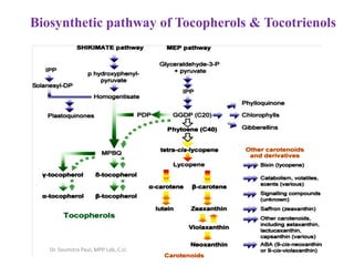 Biosynthetic pathway of Tocopherols & Tocotrienols
Dr. Soumitra Paul, MPP Lab, C.U.
 