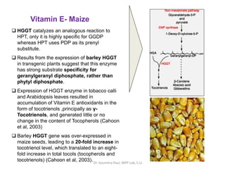 Vitamin E- Maize
 HGGT catalyzes an analogous reaction to
HPT, only it is highly specific for GGDP
whereas HPT uses PDP as its prenyl
substitute.
 Results from the expression of barley HGGT
in transgenic plants suggest that this enzyme
has strong substrate specificity for
geranylgeranyl diphosphate, rather than
phytyl diphosphate.
 Expression of HGGT enzyme in tobacco calli
and Arabidopsis leaves resulted in
accumulation of Vitamin E antioxidants in the
form of tocotrienols ,principally as γ-
Tocotrienols, and generated little or no
change in the content of Tocopherols (Cahoon
et al, 2003)
 Barley HGGT gene was over-expressed in
maize seeds, leading to a 20-fold increase in
tocotrienol level, which translated to an eight-
fold increase in total tocols (tocopherols and
tocotrienols) (Cahoon et al, 2003).Dr. Soumitra Paul, MPP Lab, C.U.
 