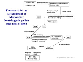 Co-transformationLBA4404/pZPsC
+
LBA4404/pZLcyH
Anther culture
Hemizygous T309 GoldenRice
(Ye et al. 2000)
Dihaploid homozygous T309 Golden Rice
(Baisakh et al. 2001b)
IR64
1st Backcrossing
F1IR64 x
IR64BC1F1
x
x
2nd Backcrossing
BC2F1
Marker-free
Selfing
BC2F2
Marker-free
PCR analysis
Molecular analysis
Phenotyping
Molecular
analysis
Selection of hph negative
transgenic progenies
PCR screening
and Southern confirmation
IR64 NILs
Marker-free
Phenotyping
HPLC
BC1F1 progenies
Marker-free
Flow chart for the
Development of
Marker-free
Near-isogenic golden
Rice lines of IR64
Dr. Soumitra Paul, MPP Lab, C.U.
 