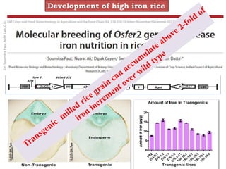 Development of high iron riceDr.SoumitraPaul,MPPLab,C.U.
 