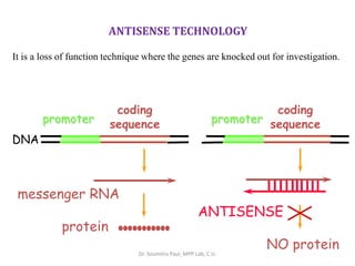 ANTISENSE TECHNOLOGY
It is a loss of function technique where the genes are knocked out for investigation.
DNA
promoter
coding
sequence
messenger RNA
protein
ANTISENSE
promoter
coding
sequence
NO protein
Dr. Soumitra Paul, MPP Lab, C.U.
 