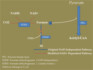 Pyruvate
NADH NAD+
CO2 Formate PFL
CO2 Acetyl-CoA
H2
Original NAD Independent Pathway
Modified NAD+ Dependent Pathway
PFL- Pyruvate formate lyase
FDHF- Formate dehydrogenase ( NAD Independent )
FDH1- Formate dehydrogenase ( Candida boidinii )
Pathway belongs to E.coli.
FDH1
PFL
FDHF
 