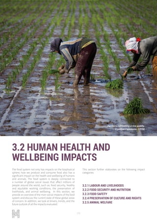 106
3.2 HUMAN HEALTH AND
WELLBEING IMPACTS
The food system not only has impacts on the biophysical
sphere; how we produce and consume food also has a
significant impact on the health and wellbeing of humans
and animals. The food system is deeply connected to
a number of global social issues that affect millions of
people around the world, such as: food security, healthy
and equitable working conditions, the preservation of
livelihoods, and animal wellbeing. In this section, we
provide an overview of the main social impacts of the food
system and discuss the current state of these global areas
of concern. In addition, we look at drivers, trends, and the
future outlook of all the impacts evaluated.
3.2.1 LABOUR AND LIVELIHOODS
3.2.2 FOOD SECURITY AND NUTRITION
3.2.3 FOOD SAFETY
3.2.4 PRESERVATION OF CULTURE AND RIGHTS
3.2.5 ANIMAL WELFARE
This section further elaborates on the following impact
categories:
Farmers cultivating a rice paddy.
Creative Commons: CIFOR
 