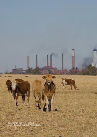 86
Cows grazing in front of an oil refinery.
Creative Commons: World Bank Photo Collection
 
