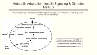 Metabolic Adaptation: Insulin Signaling & Diabetes
Mellitus
Insulin signaling: The mechanism through which high concentration of free fatty acids
causes insulin resistance
Fatty acyl-CoA.
Diacylglycerols
Ceramides.
PKC
Insulin receptor substrate 1 (IRS-1)
Phosphoinositide 3-kinases (Pi3K)
Glucose transporter type 4 (GLUT4)
 