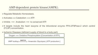 AMP-dependent protein kinase(AMPK).
Regulate Metabolic Homeostasis.
Activates Catabolism ATP.
Inhibits Anabolism to conserved ATP.
It targets include the heart isozyme of the bifunctional enzyme PFK-2/FBPase-2 which control
(F2,6P) concentration.
Ischemic Diseases (deficient supply of blood to a body part)
Oxygen Oxidative Phosphorylation [Concentration of ATP.]
AMP buildup Anaerobic Glycolysis [ ATP production.]
SWITCH
 