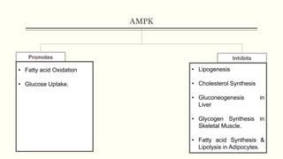 AMPK
Promotes Inhibits
• Fatty acid Oxidation
• Glucose Uptake.
• Lipogenesis
• Cholesterol Synthesis
• Gluconeogenesis in
Liver
• Glycogen Synthesis in
Skeletal Muscle.
• Fatty acid Synthesis &
Lipolysis in Adipocytes.
 