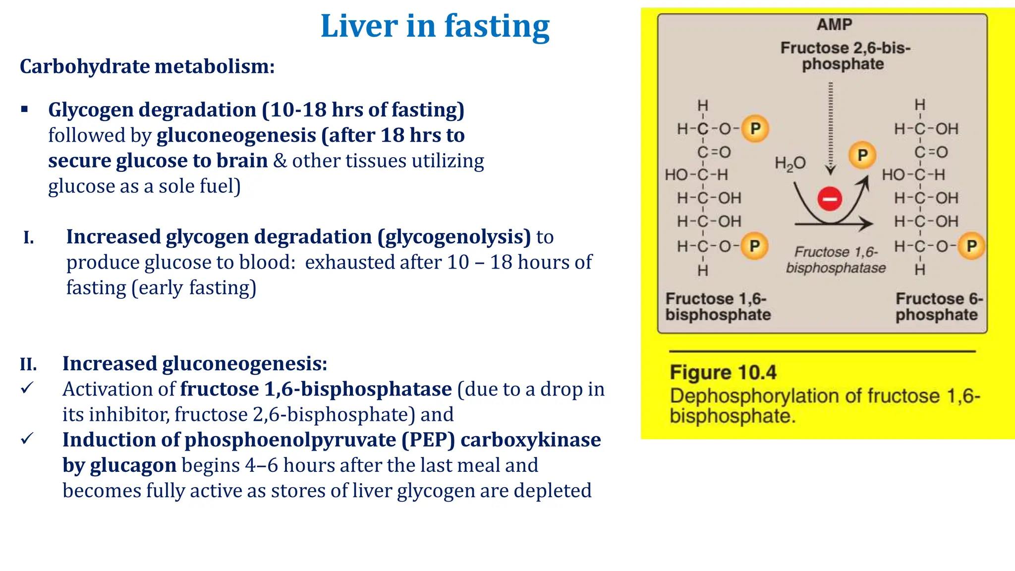 Photo inspiration: Picture Idea: Metabolic Interrelationship Mbbs Ii Pptx