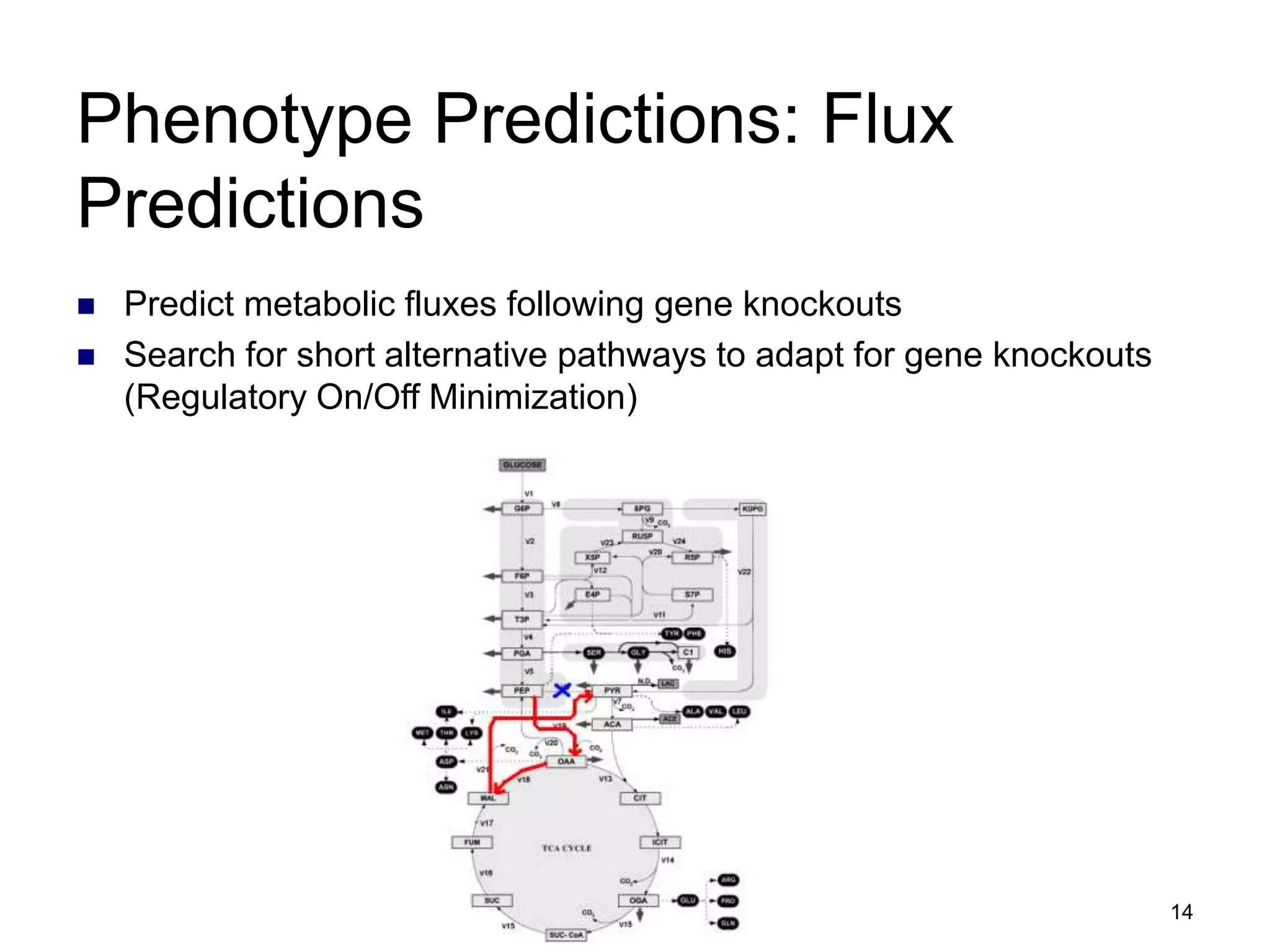 14
Phenotype Predictions: Flux
Predictions
 Predict metabolic fluxes following gene knockouts
 Search for short alternative pathways to adapt for gene knockouts
(Regulatory On/Off Minimization)
 