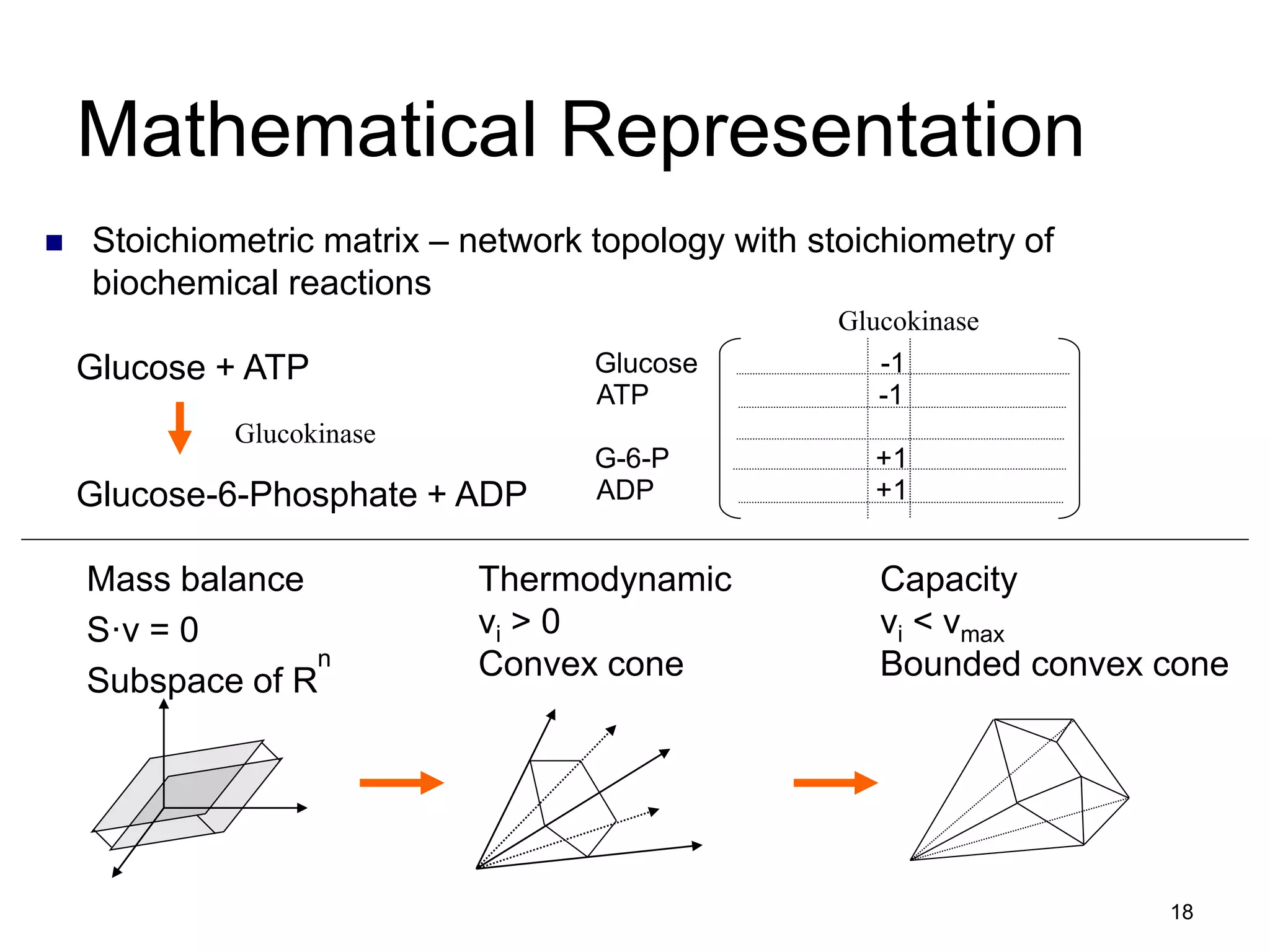 18
Mathematical Representation
 Stoichiometric matrix – network topology with stoichiometry of
biochemical reactions
Mass balance
S·v = 0
Subspace of R
Thermodynamic
vi > 0
Convex cone
Capacity
vi < vmax
Bounded convex cone
Glucose + ATP
Glucokinase
Glucose-6-Phosphate + ADP
Glucose -1
ATP -1
G-6-P +1
ADP +1
Glucokinase
n
 
