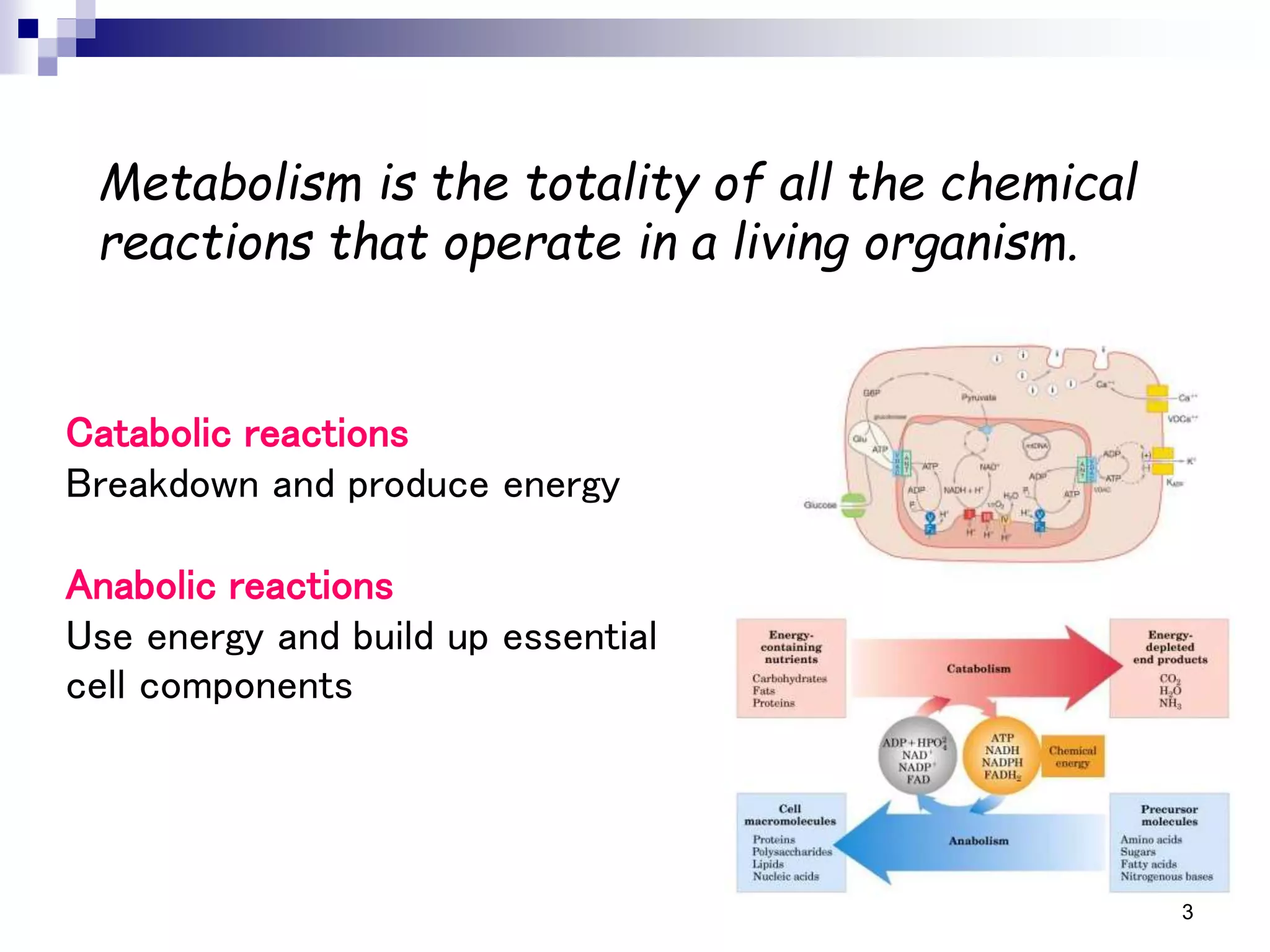 3
Metabolism
Metabolism is the totality of all the chemical
reactions that operate in a living organism.
Catabolic reactions
Breakdown and produce energy
Anabolic reactions
Use energy and build up essential
cell components
 