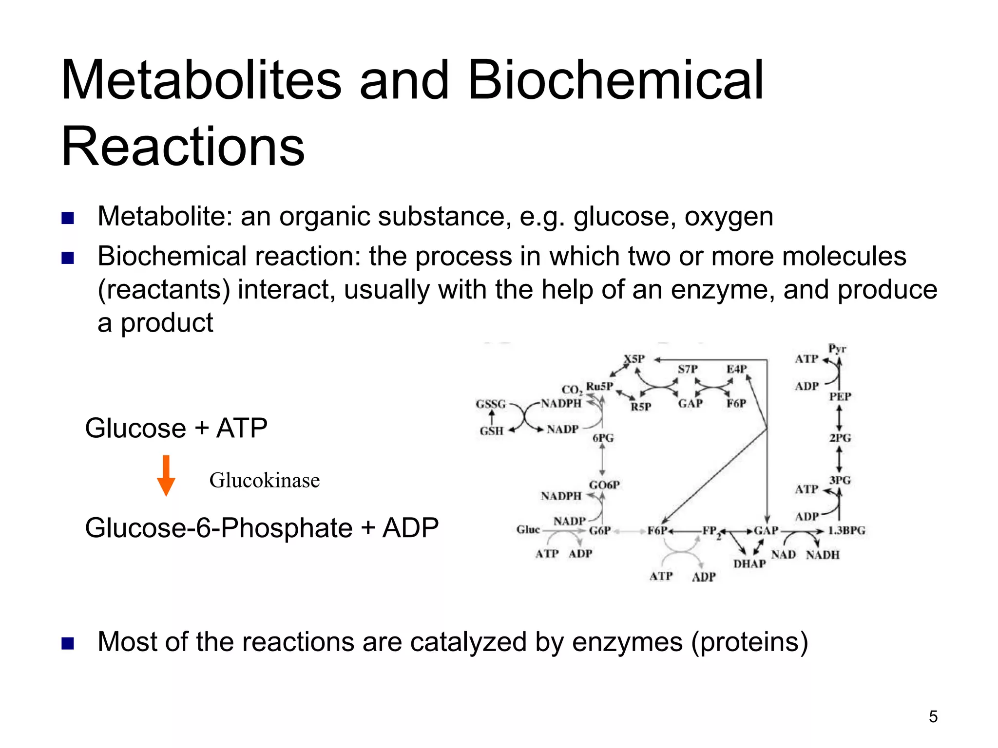 5
Metabolites and Biochemical
Reactions
 Metabolite: an organic substance, e.g. glucose, oxygen
 Biochemical reaction: the process in which two or more molecules
(reactants) interact, usually with the help of an enzyme, and produce
a product
 Most of the reactions are catalyzed by enzymes (proteins)
Glucose + ATP
Glucokinase
Glucose-6-Phosphate + ADP
 