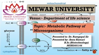 Microbial Pathway Metabolic Pathway of Microorganisms.pptx
