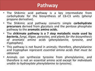 Pathway
• The Shikimic acid pathway is a key intermediate from
carbohydrate for the biosynthesis of C6-C3 units (phenyl
propane derivative).
• The Shikimic acid pathway converts simple carbohydrate
precursors derived from glycolysis and the pentose phosphate
pathway to the aromatic amino acids.
• The shikimate pathway is a 7 step metabolic route used by
bacteria, fungi, Algae, parasites, and plants for the biosynthesis
of aromatic amino acids (phenylalanine, tyrosine, and
tryptophan).
• This pathway is not found in animals; therefore, phenylalanine
and tryptophan represent essential amino acids that must be
obtained
• Animals can synthesize tyrosine from phenylalanine, and
therefore is not an essential amino acid except for individuals
unable to hydroxylate phenylalanine to tyrosine).
 