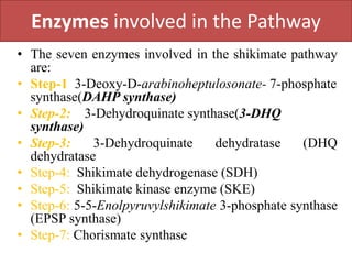 Enzymes involved in the Pathway
• The seven enzymes involved in the shikimate pathway
are:
• Step-1 3-Deoxy-D-arabinoheptulosonate- 7-phosphate
synthase(DAHP synthase)
• Step-2: 3-Dehydroquinate synthase(3-DHQ
synthase)
• Step-3: 3-Dehydroquinate dehydratase (DHQ
dehydratase
• Step-4: Shikimate dehydrogenase (SDH)
• Step-5: Shikimate kinase enzyme (SKE)
• Step-6: 5-5-Enolpyruvylshikimate 3-phosphate synthase
(EPSP synthase)
• Step-7: Chorismate synthase
 
