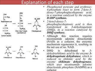 Explanation of each step
• Phosphoenol pyruvate and erythrose-
4-phosphate react to form 2-keto-3-
deoxy-7-phosphoglucoheptonic acid,
in a reaction catalyzed by the enzyme
DAHP synthase.
• 2-keto3-deoxy-7-
phosphoglucoheptonic acid is then
transformed to 3-dehydroquinate
(DHQ), in a reaction catalyzed by
DHQ synthase.
• Although this reaction requires
nicotinamide adenine dinucleotide
(NAD) as a cofactor, the enzymic
mechanism regenerates it, resulting in
the net use of no. NAD.
• DHQ is dehydrated to 3-
dehydroshikimic acid by the enzyme 3-
dehydroquinate dehydratase, which is
reduced to shikimic acid by the
enzyme shikimate dehydrogenase,
which uses nicotinamide adenine
dinucleotide phosphate (NADPH) as a
cofactor.
 