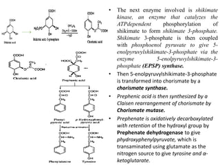 • The next enzyme involved is shikimate
kinase, an enzyme that catalyzes the
ATPdependent phosphorylation of
shikimate to form shikimate 3-phosphate.
Shikimate 3-phosphate is then coupled
with phosphoenol pyruvate to give 5-
enolpyruvylshikimate-3-phosphate via the
enzyme 5-enolpyruvylshikimate-3-
phosphate (EPSP) synthase.
• Then 5-enolpyruvylshikimate-3-phosphate
is transformed into chorismate by a
chorismate synthase.
• Prephenic acid is then synthesized by a
Claisen rearrangement of chorismate by
Chorismate mutase.
• Prephenate is oxidatively decarboxylated
with retention of the hydroxyl group by
Prephenate dehydrogenase to give
phydroxyphenylpyruvate, which is
transaminated using glutamate as the
nitrogen source to give tyrosine and α-
ketoglutarate.
 
