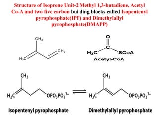 Structure of Isoprene Unit-2 Methyl 1,3-butadiene, Acetyl
Co-A and two five carbon building blocks called Isopentenyl
pyrophosphate(IPP) and Dimethylallyl
pyrophosphate(DMAPP)
 