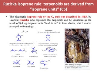Ruzicka isoprene rule: terpenoids are derived from
“isoprene units” (C5)
• The biogenetic isoprene rule or the C5 rule was described in 1953, by
Leopold Ruzicka who explained that terpinoids can be visualized as the
result of linking isoprene units "head to tail" to form chains, which can be
arranged to form rings.
 