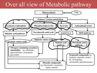 Over all view of Metabolic pathway
 