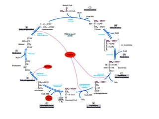 Metabolic pathways of cellular respiration, Bioenergetics and redox ...