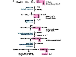 Metabolic pathways of cellular respiration, Bioenergetics and redox ...